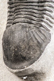 07536 - Top Quality 2.31 Inch Paralejurus spatuliformis Devonian Trilobite