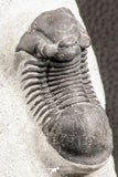 07536 - Top Quality 2.31 Inch Paralejurus spatuliformis Devonian Trilobite