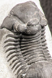 07536 - Top Quality 2.31 Inch Paralejurus spatuliformis Devonian Trilobite