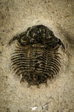 30521 - Beautiful Lichid Trilobite 0.56 Inch Acanthopyge (Lobopyge) bassei Lower Devonian