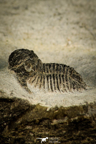 30521 - Beautiful Lichid Trilobite 0.56 Inch Acanthopyge (Lobopyge) bassei Lower Devonian