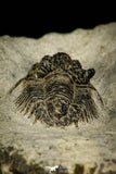 30521 - Beautiful Lichid Trilobite 0.56 Inch Acanthopyge (Lobopyge) bassei Lower Devonian