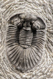 07537 - Top Quality 1.72 Inch Platyscutellum sp Lower Devonian Trilobite