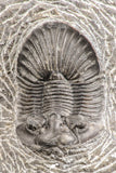 07537 - Top Quality 1.72 Inch Platyscutellum sp Lower Devonian Trilobite