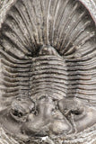 07537 - Top Quality 1.72 Inch Platyscutellum sp Lower Devonian Trilobite