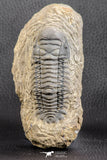 07538 - Astonishing 2.85 Inch Crotalocephalina (Crotalocephalus) gibbus Lower Devonian Trilobite