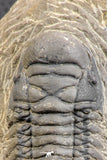07538 - Astonishing 2.85 Inch Crotalocephalina (Crotalocephalus) gibbus Lower Devonian Trilobite
