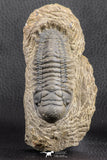 07538 - Astonishing 2.85 Inch Crotalocephalina (Crotalocephalus) gibbus Lower Devonian Trilobite