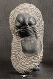 07539 - Nicely Prepared 2.53 Inch Paralejurus spatuliformis Devonian Trilobite
