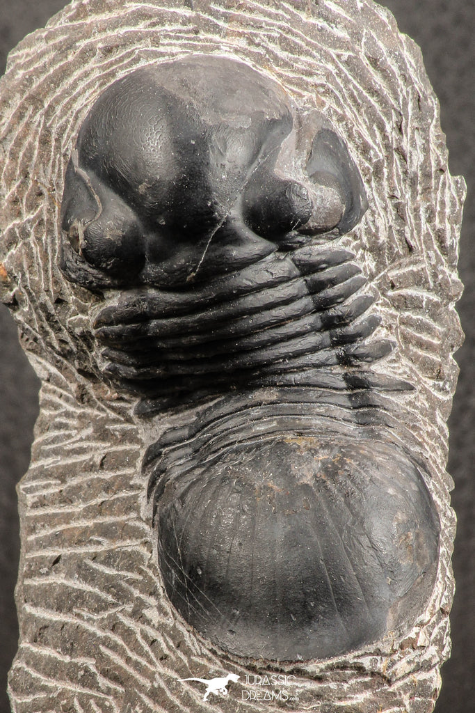 07539 - Nicely Prepared 2.53 Inch Paralejurus spatuliformis Devonian Trilobite