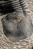 07539 - Nicely Prepared 2.53 Inch Paralejurus spatuliformis Devonian Trilobite