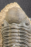 07540 - Top Rare Detailed 3.02 Inch Reedops sp Lower Devonian Trilobite