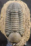 07540 - Top Rare Detailed 3.02 Inch Reedops sp Lower Devonian Trilobite