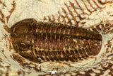 30524 - Well Preserved 1.41 Inch Bavarilla sp Lower Ordovician Trilobite Fezouata Fm