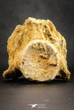 07541 - Top Rare 3.51 Inch Palaeonotopterus greenwoodi Cretaceous Fish Skull Bone KemKem Beds