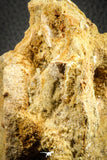 07541 - Top Rare 3.51 Inch Palaeonotopterus greenwoodi Cretaceous Fish Skull Bone KemKem Beds