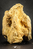 07541 - Top Rare 3.51 Inch Palaeonotopterus greenwoodi Cretaceous Fish Skull Bone KemKem Beds