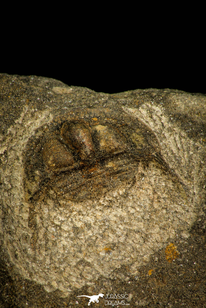 30526 - Beautiful 0.76 Inch Onnia sp Ordovician Trilobite