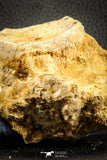 07541 - Top Rare 3.51 Inch Palaeonotopterus greenwoodi Cretaceous Fish Skull Bone KemKem Beds