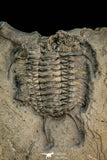 30528 - Top Rare Association of 2 Ceraurus sp Ordovician Trilobite - New York, USA