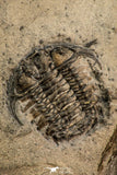 30528 - Top Rare Association of 2 Ceraurus sp Ordovician Trilobite - New York, USA