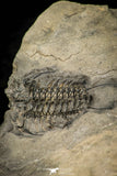 30528 - Top Rare Association of 2 Ceraurus sp Ordovician Trilobite - New York, USA