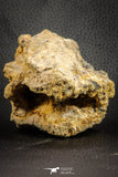 07543 - Top Rare 4.60 Inch Palaeonotopterus greenwoodi Cretaceous Fish Skull Bone KemKem Beds