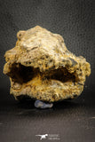 07543 - Top Rare 4.60 Inch Palaeonotopterus greenwoodi Cretaceous Fish Skull Bone KemKem Beds