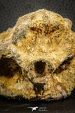 07543 - Top Rare 4.60 Inch Palaeonotopterus greenwoodi Cretaceous Fish Skull Bone KemKem Beds