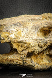07543 - Top Rare 4.60 Inch Palaeonotopterus greenwoodi Cretaceous Fish Skull Bone KemKem Beds