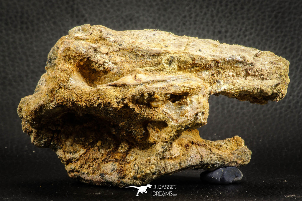 07543 - Top Rare 4.60 Inch Palaeonotopterus greenwoodi Cretaceous Fish Skull Bone KemKem Beds