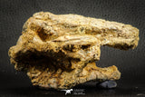 07543 - Top Rare 4.60 Inch Palaeonotopterus greenwoodi Cretaceous Fish Skull Bone KemKem Beds