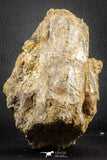 07543 - Top Rare 4.60 Inch Palaeonotopterus greenwoodi Cretaceous Fish Skull Bone KemKem Beds