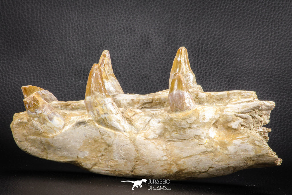 07545 -  Museum Grade 7.87 Inch Pappocetus lugardi (Whale Ancestor) Premaxillary Bone