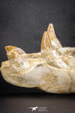 07545 -  Museum Grade 7.87 Inch Pappocetus lugardi (Whale Ancestor) Premaxillary Bone