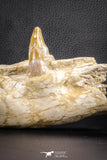 07545 -  Museum Grade 7.87 Inch Pappocetus lugardi (Whale Ancestor) Premaxillary Bone