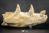 07545 -  Museum Grade 7.87 Inch Pappocetus lugardi (Whale Ancestor) Premaxillary Bone