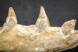 07545 -  Museum Grade 7.87 Inch Pappocetus lugardi (Whale Ancestor) Premaxillary Bone