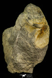 30534 - Rare 1.21 Inch Proceratopyge sp Upper Cambrian Trilobite - Canada