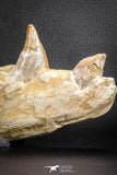 07545 -  Museum Grade 7.87 Inch Pappocetus lugardi (Whale Ancestor) Premaxillary Bone