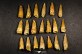 21643 - Great Collection of 20 Spinosaurus Dinosaur Teeth Cretaceous KemKem Beds