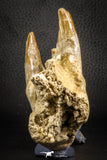 07545 -  Museum Grade 7.87 Inch Pappocetus lugardi (Whale Ancestor) Premaxillary Bone