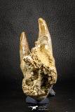 07545 -  Museum Grade 7.87 Inch Pappocetus lugardi (Whale Ancestor) Premaxillary Bone