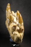 07545 -  Museum Grade 7.87 Inch Pappocetus lugardi (Whale Ancestor) Premaxillary Bone