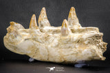 07545 -  Museum Grade 7.87 Inch Pappocetus lugardi (Whale Ancestor) Premaxillary Bone