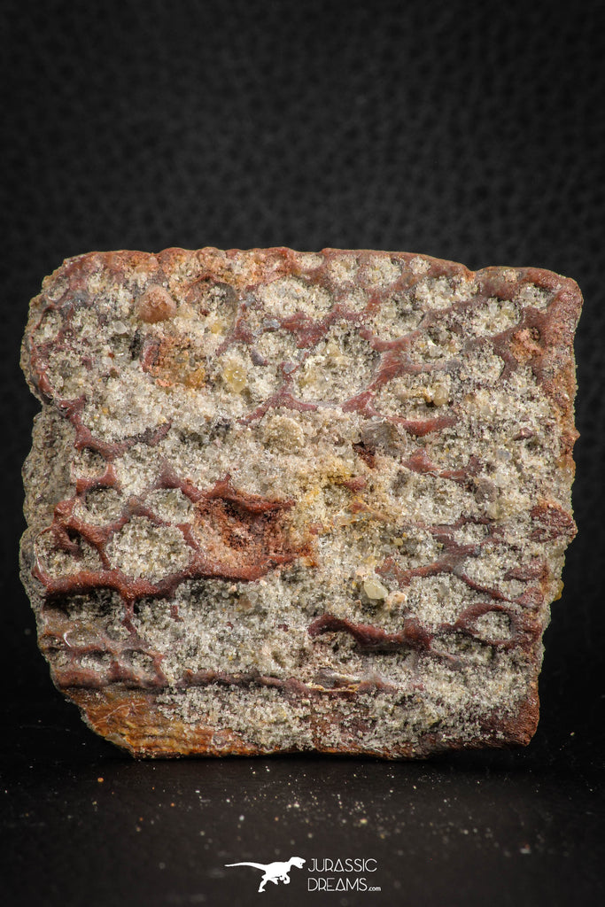 07547 - Beautiful 2.54 Inch Cretaceous Crocodile Dermal Scute Bone KemKem