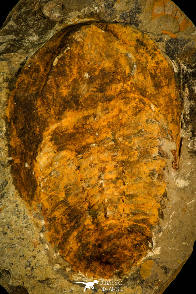 30537 -Beautiful 5.21 Inch Cambropallas telesto Middle Cambrian Trilobite