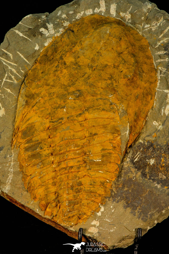 30538 - Top Quality 6.89 Inch Cambropallas telesto Middle Cambrian Trilobite