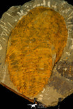 30538 - Top Quality 6.89 Inch Cambropallas telesto Middle Cambrian Trilobite