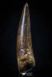 20425 - Well Preserved 2.60 Inch Spinosaurus Dinosaur Tooth Cretaceous